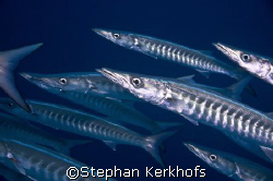 Holding your breath, surrounded by barracuda's, to take a... by Stephan Kerkhofs 